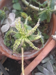 Urtica membranacea