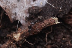 Dolichoderus thoracicus