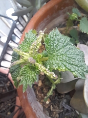 Urtica membranacea