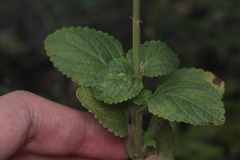 Coleus monostachyus