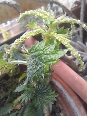Urtica membranacea