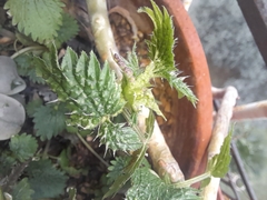 Urtica membranacea