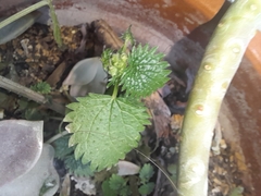Urtica membranacea