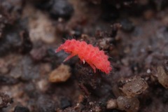 Bilobella