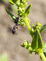 Camponotus feae