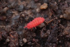Bilobella