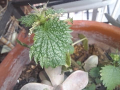 Urtica membranacea