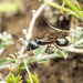 Camponotus hesperius - Photo (c) djbich, μερικά δικαιώματα διατηρούνται (CC BY-NC)