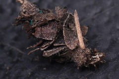 Psychidae