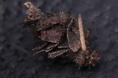 Psychidae