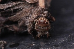 Psychidae