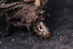 Psychidae