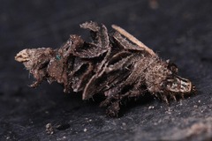 Psychidae