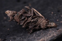 Psychidae