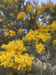 Acacia cultriformis