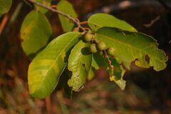 Bridelia retusa