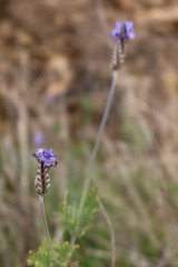 Lavandula