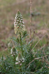 Reseda alba