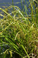 Carex fascicularis