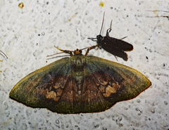 Pyrochlora rhanis