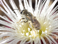 Halictus concinnus