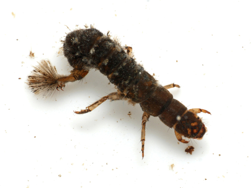 Hydropsyche pellucidula