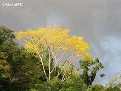 Roseodendron donnell-smithii