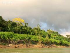 Roseodendron donnell-smithii