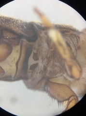 Hydropsyche pellucidula