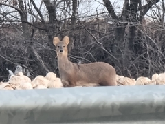 Hydropotes inermis argyropus