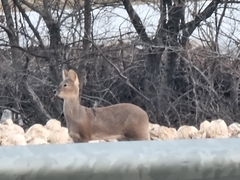 Hydropotes inermis argyropus