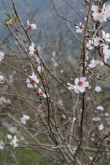 Prunus tomentosa