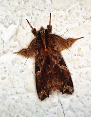 Callopistria floridensis