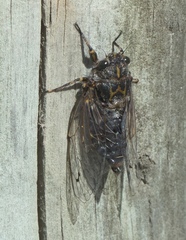 Amphipsalta strepitans