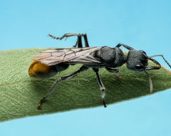 Myrmecia