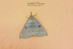 Pechipogo plumigeralis