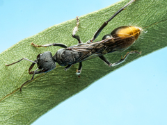 Myrmecia