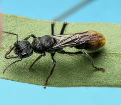 Myrmecia