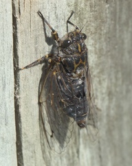 Amphipsalta strepitans