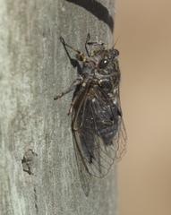 Amphipsalta strepitans