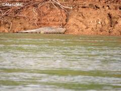 Crocodylus moreletii