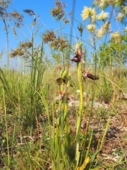 Ophrys bertolonii
