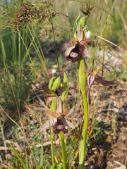 Ophrys bertolonii