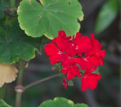 Pelargonium × hybridum
