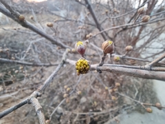 Cornus officinalis