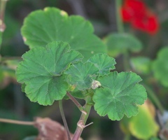 Pelargonium × hybridum
