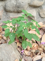 Solanum nigrum