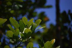 Sapindus emarginatus