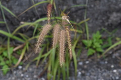 Cenchrus polystachios