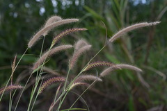 Cenchrus polystachios